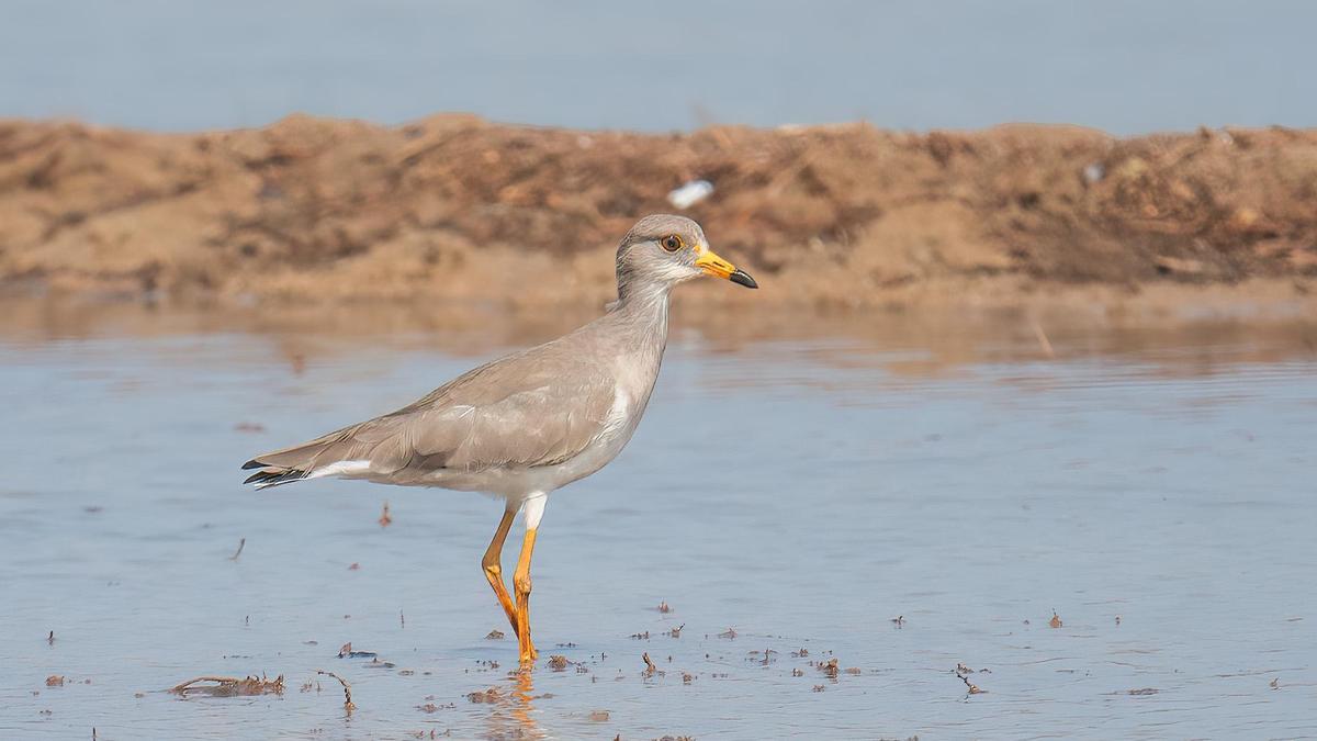 Low bird count in Kole wetlands in Thrissur worry birders